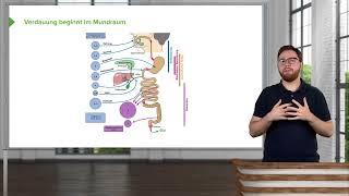Physiologie I Verdauung im Mundraum und Wege der Nährstoffe durch den Körper I Igor Besel
