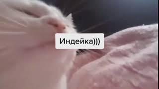 Белый кот ТРЯСЕТ ГОЛОВОЙ ПОД МУЗЫКУ