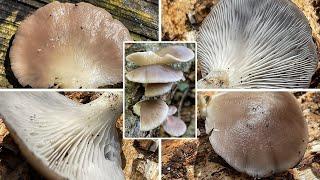 Sommer-Austernseitling Verwechslung | Zuchtform des Austernseitlings, Pleurotus ostreatus f. florida