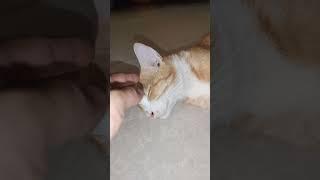 #funnyvideos #prank #cat #dog #chien #animalsoftiktok #ypf #viral #pet