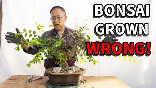 Bonsai For Beginners 6: How to grow your bonsai tree. Six week transformation!