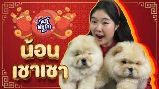 น้อนเชาว์เชาว์(Chowchow)หมาโบราณจากราชวงศ์จีน - Ep.3