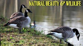 Natural Beauty & Wildlife videos//Birds //Animals //wildlife creation