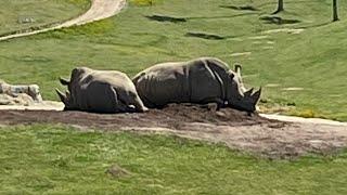 San Diego Zoo Safari Park African Tram . Full Tour 2023. #sandiegozoo #safaripark #zoo #zooanimals