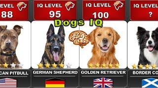 COMPARING THE INTELLIGENCE OF ALL DOGS   | "IQ LEVELS" |