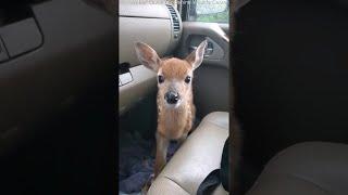 Fawn Bleats After Being Rescued || ViralHog