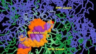 RNA polymerase II