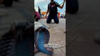 A hissing cobra in the old Medina in Marrakech #marrakech #morocco #cobra #snake #reptiles #travel