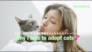 ローラの愛するねこちゃんたちとのストーリー『Why I love to adopt cats』