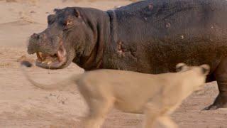 Hippo vs Lion Clan | Natural World | BBC Earth