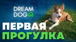 Первая прогулка  Как подготовиться к первому выгулу щенка на улице  С чего начать выход из дома 