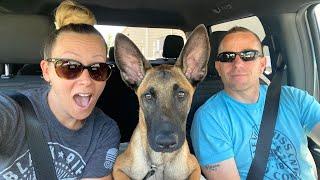 Got a New Puppy!|| 4 Month Old Belgian Malinois || Road Trip with Us to Pick him Up!