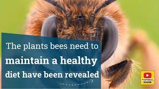 The plants bees need to maintain a healthy diet have been revealed