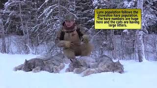 Trapping Inc Ep13 S3 NWT lynx/wolf