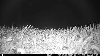 Fox in Night Vision