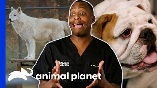 Dr. Blue's Best Moments At Cy-Fair Animal Hospital | The Vet Life