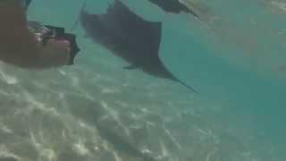 Fast Sailfish swimming almost attacks diver