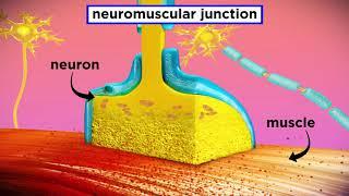 The Mechanism of Muscle Contraction: Sarcomeres, Action Potential, and the Neuromuscular Junction