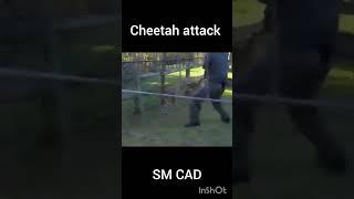 Cheetah Attack on zoo keeper #cheetah #attack #zoo #trending #shorts #animals