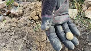 Snagging relics from an amazing set of earth works on the river.