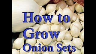 How to Easily Grow Your Own Onion Sets at Home