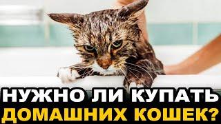 Нужно Ли Мыть Домашних Кошек? Ответ Ветеринара Вас Удивит!