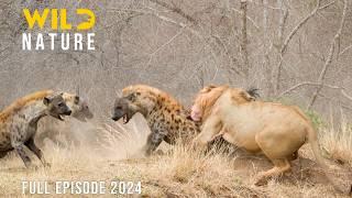 LIONS VS HYENAS | Clash of Predators in the Savannah | Animal documentary