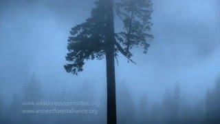 Big Lonely Doug (Canada's second tallest Douglas Fir)