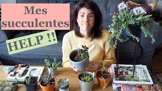 Mes succulentes ( ou la vidéo de la désolation ...)