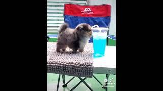 A very cute video of a tea cup puppy.