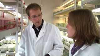 Jenny asks: How does Agrobacterium-mediated gene transfer work?