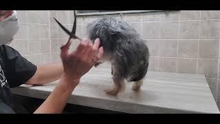 Difficult doggie Groom, Yorkshire Terrier, difficult with feet, bath & teeth brushing, no restraints