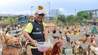 Feed Your Livestock Right: Top Tips for the Rainy Season"