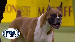 'Wilma' the boxer wins the Working Group at 2020 Westminster Dog Show | FOX SPORTS