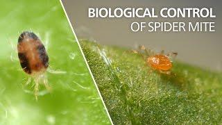 Biological control of spider mite - Phytoseiulus persimilis