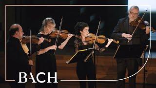 Bach - Orchestral Suite in G minor BWV 1070 - Cicic | Netherlands Bach Society