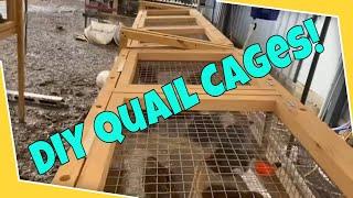 Quail farming | Homemade quail cages