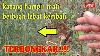 kacang Panjang Hampir Mati Paksa Berbuah Lebat Kembali || pertanian