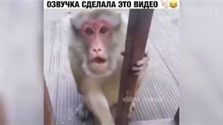 Злая обезьян.....