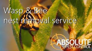 Absolute Pest Control - Wasp & Bee service