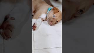 Bruno’O resting #viralvideos#viralshorts#cutedoggy#puppyworld