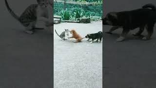 cute animals fun time#funny #trending #funnyshorts #trendingshorts #funnycats #cuteanimals