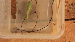 Three giant parasites explode out of zombie praying mantis