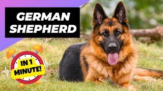 German Shepherd  What To Expect As A New Owner | 1 Minute Animals