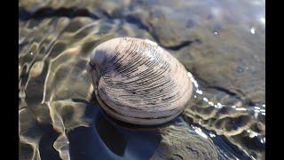 2022 | Marine Fossil Hunting | Oregon Coast | Ep. 06 #OregonCoastAgates #OregonCoastFossils