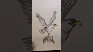 The eagle spreads its wings and flies, simple charcoal drawing of an eagle