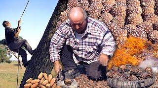 The job of "piñonero". Burning of the fruit in the mountains to extract the delicious pine nuts