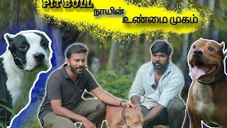 Pit Bull Dog Information  Tamil / Dog information in Tamil / Dog sales