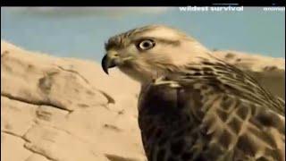 wildest survival animal planet #wildlife #animals #animalworld #survival #mustwatch