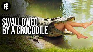 What If A Crocodile Swallowed You?